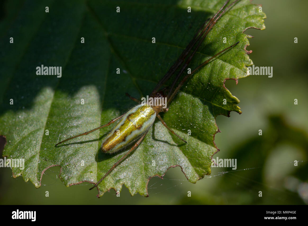 common stretch spider, long-jawed ore-weaver, Tetragnatha, resting on leaf in sunshine. Stock Photo