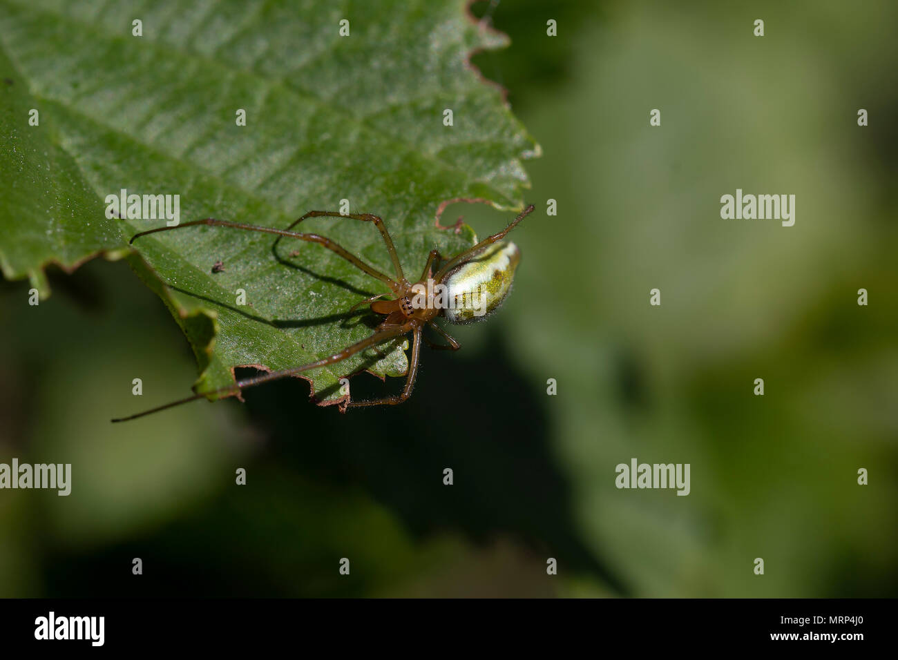 common stretch spider, long-jawed ore-weaver, Tetragnatha, resting on leaf in sunshine. Stock Photo