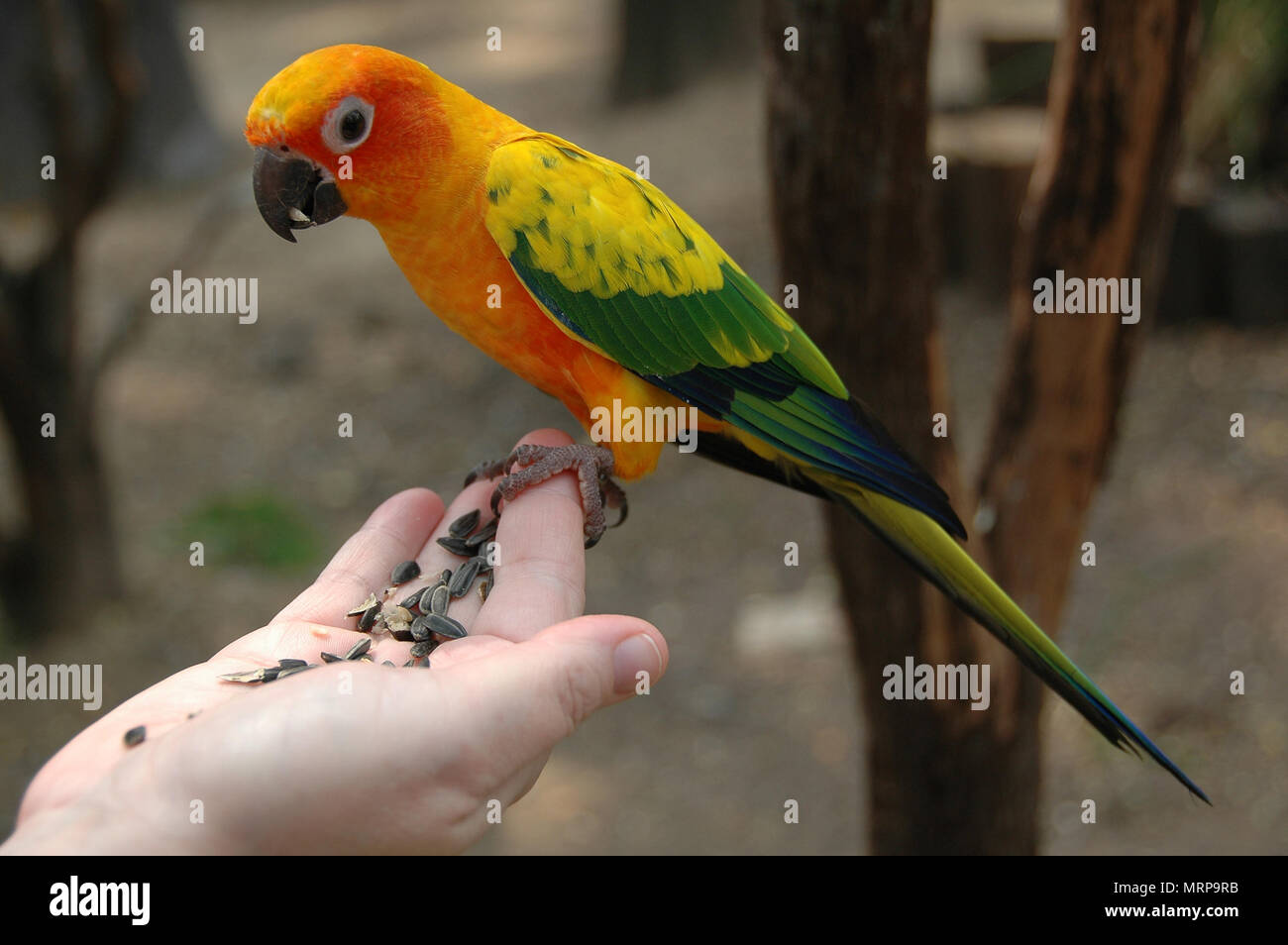 A small colourful Parakeet, native to the Amazon rain forests of South ...