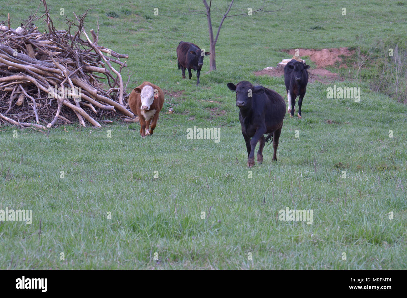 Domesticated livestock grazing here in a farmer’s field in USA