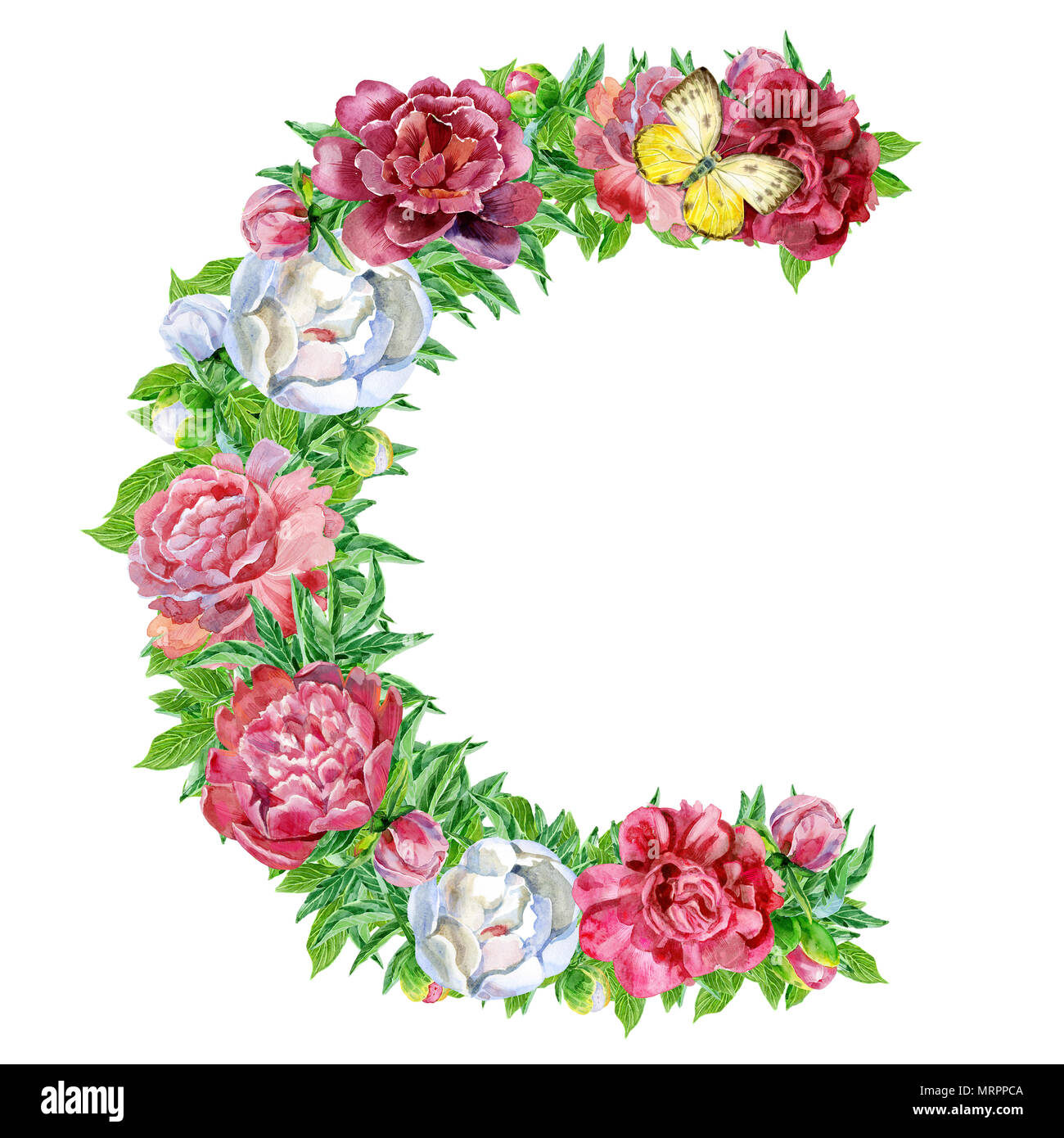 flowers that start with the letter c - Jodie Mccord