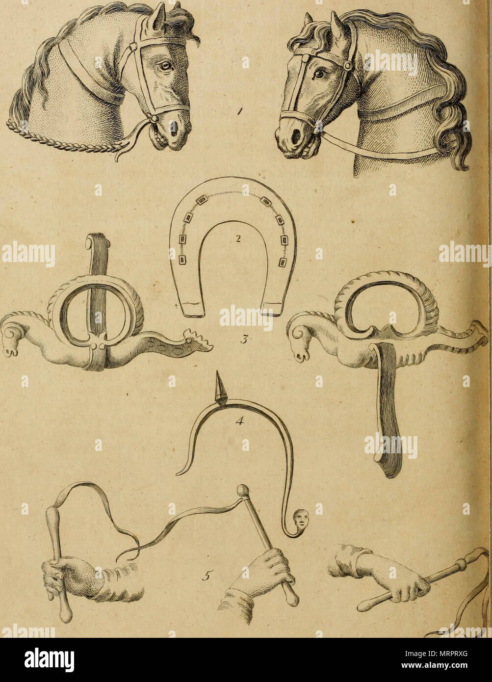"The history and art of horsemanship" (1771 Stock Photo Alamy