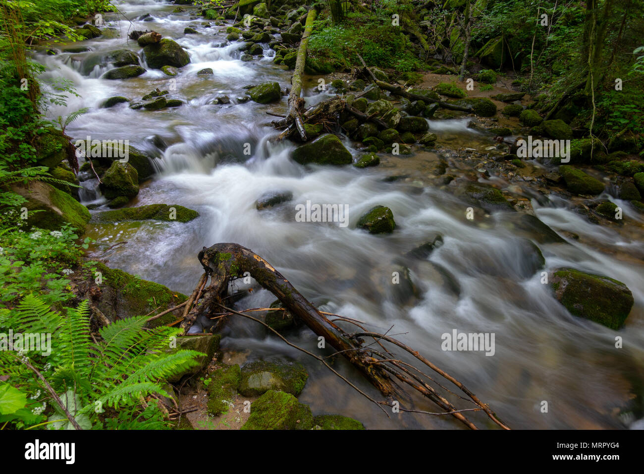 Mountain river - stream flowing through thick green forest, Bistriski Vintgar, Slovenia Stock Photo