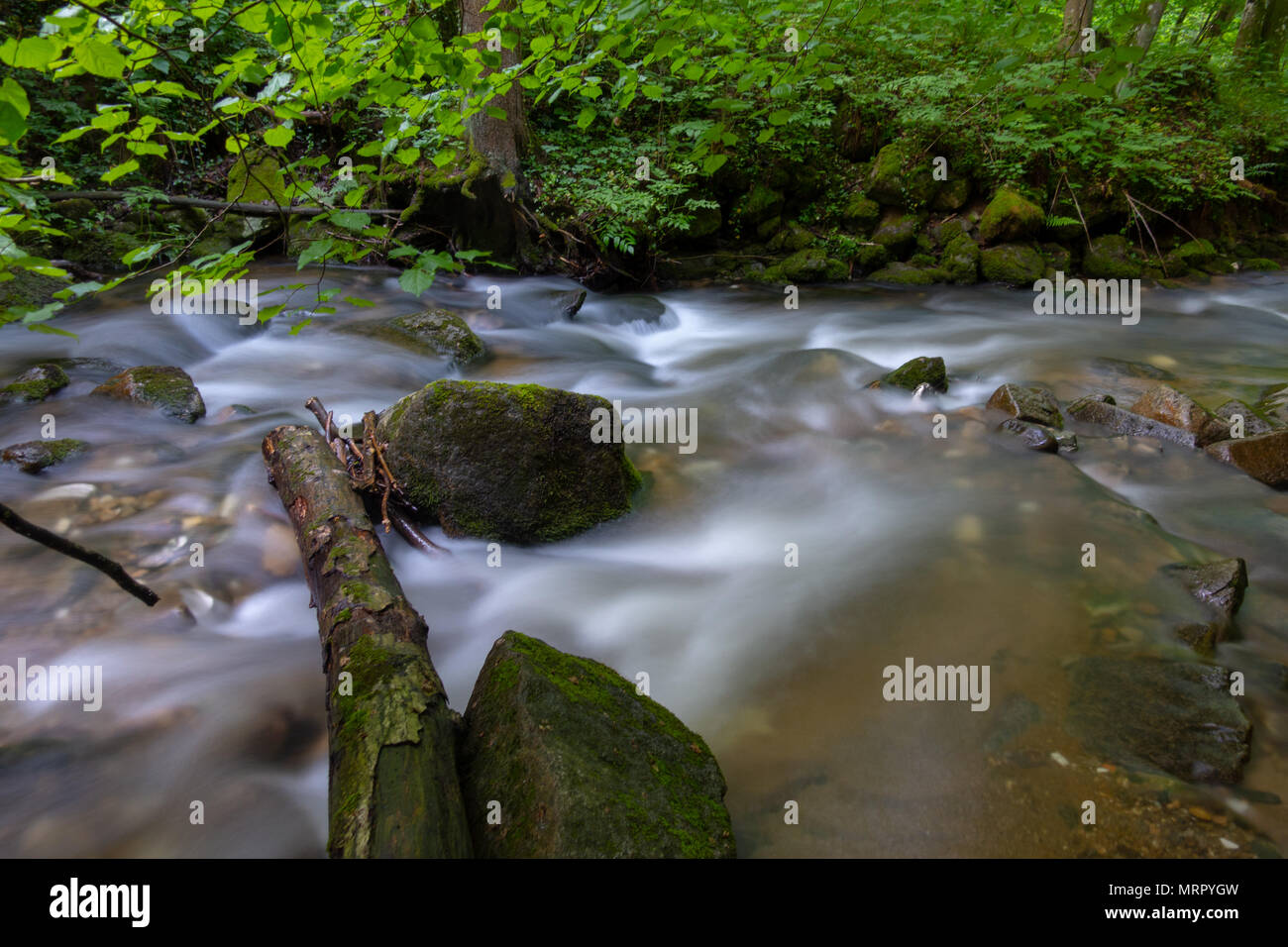 Mountain river - stream flowing through thick green forest, Bistriski Vintgar, Slovenia Stock Photo