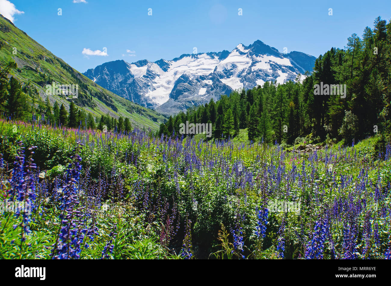 lupins flower blooming on the background of beautiful mountain scenery Stock Photo