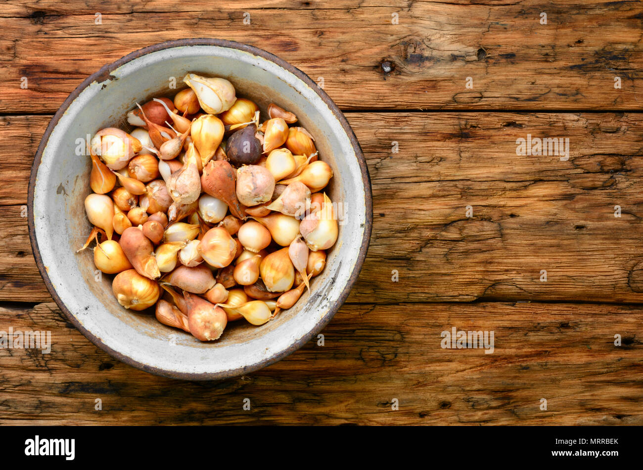Set of flower tulip bulbs in a metal bowl Stock Photo Alamy