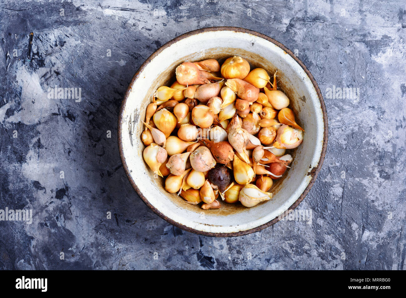 Set of flower tulip bulbs in a metal bowl Stock Photo Alamy