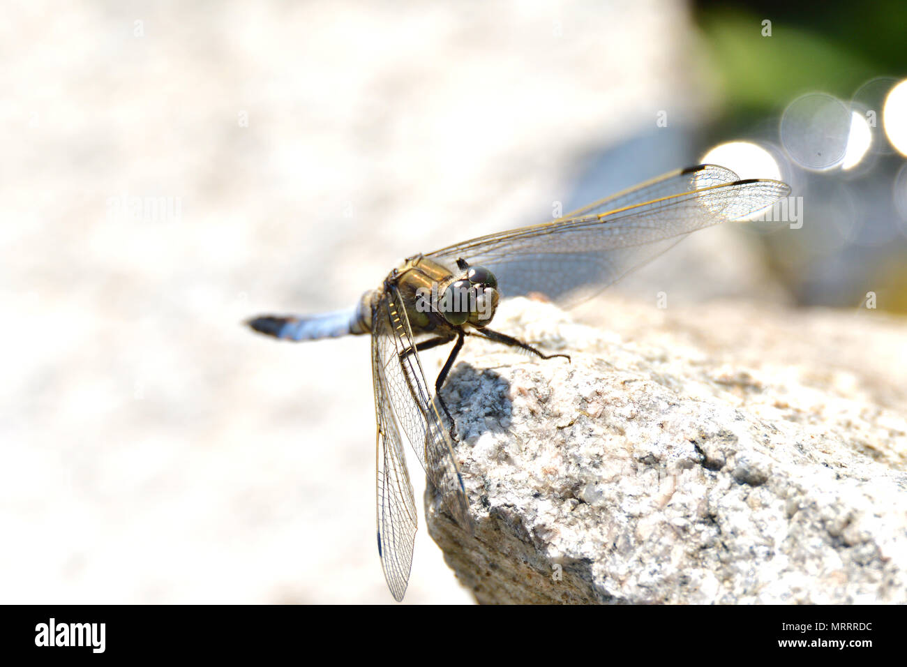 dragonfly flying on the stone Stock Photo - Alamy