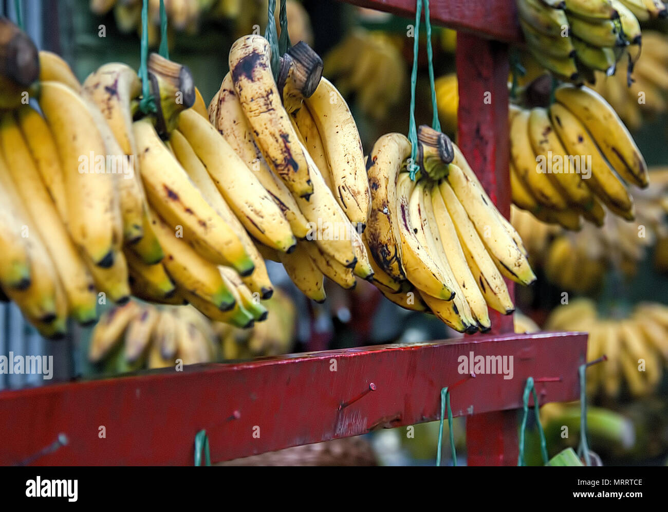 A store selling only bananas. Just Bananas. Each bunch is suspended on purple wooden bar. Some are still green, ripened yellow, and turning brown. Stock Photo