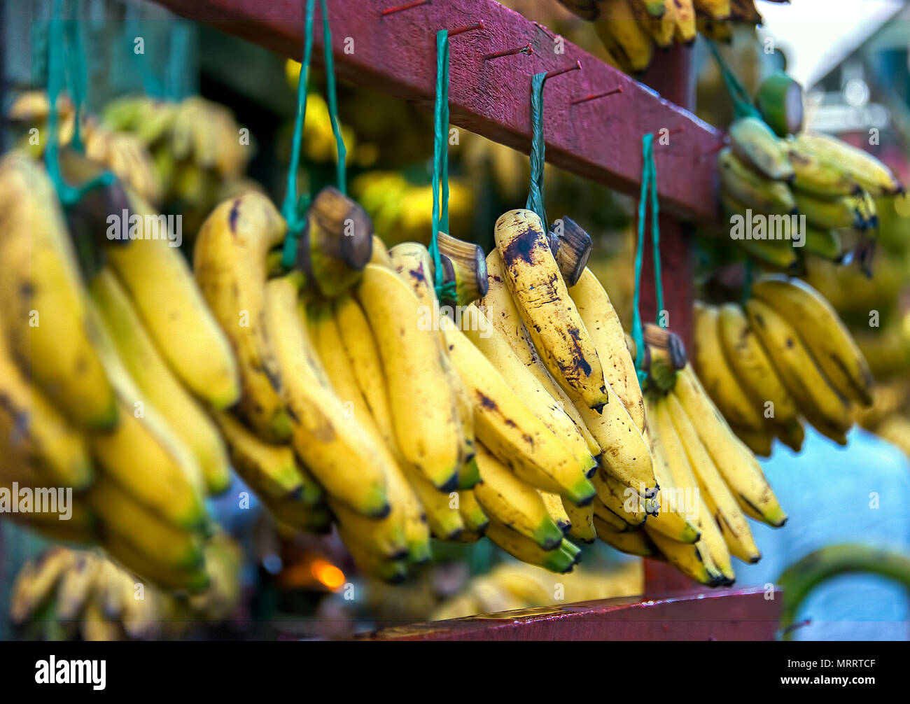A store selling only bananas. Just Bananas. Each bunch is suspended on purple wooden bar. Some are still green, ripened yellow, and turning brown. Stock Photo