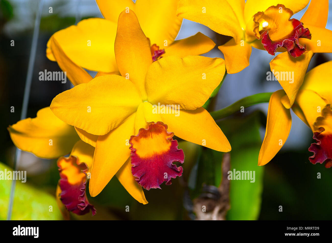 Cattleya Jomthong Dellight is an orange yellow orchid with yellow and purple-red lip. Stock Photo