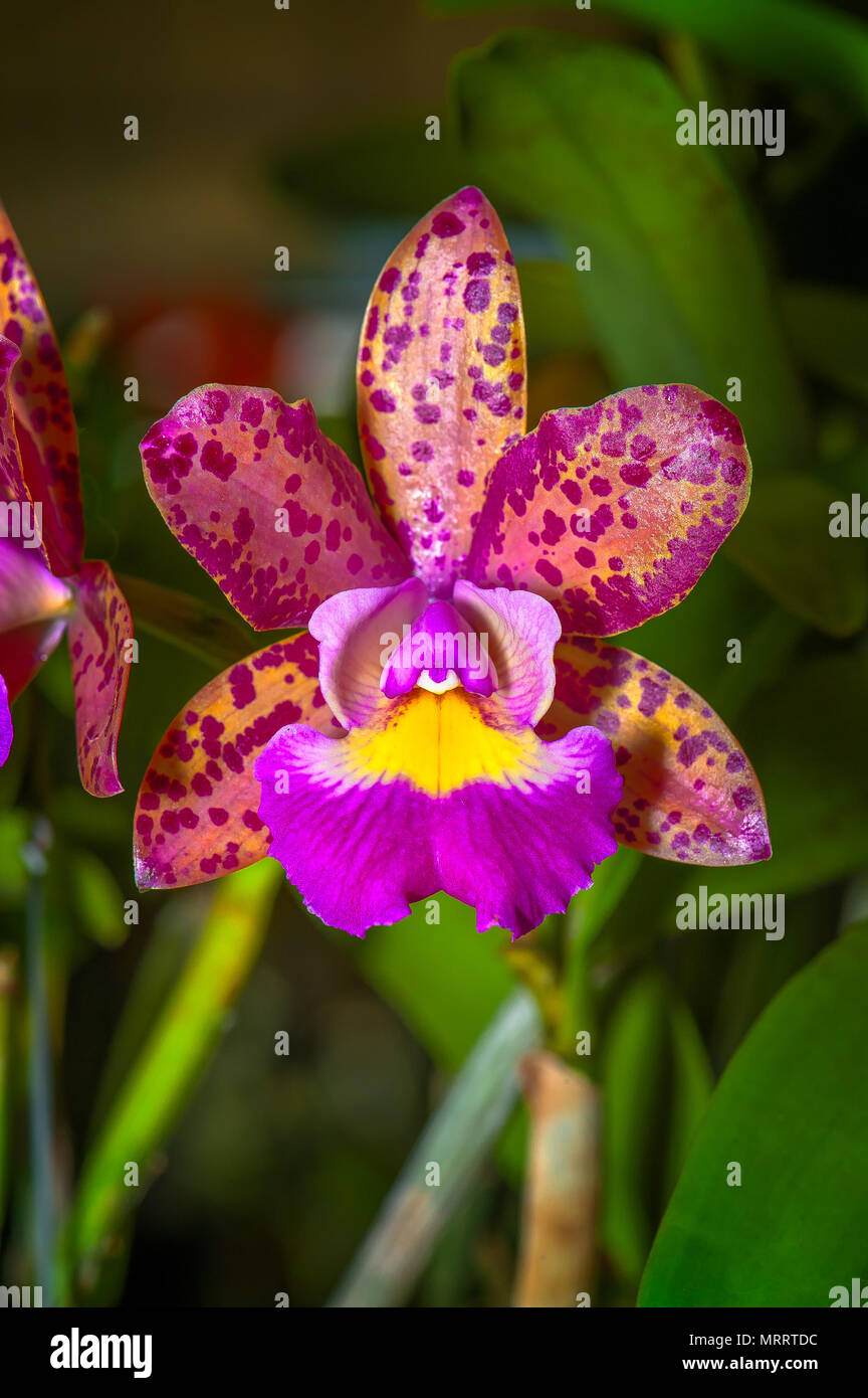 Cattleya Pink Jaguar is a colorful starfish-shaped orchid. The bloom has yellow and orange color with purple freckles. The lip is yellow and purple. Stock Photo