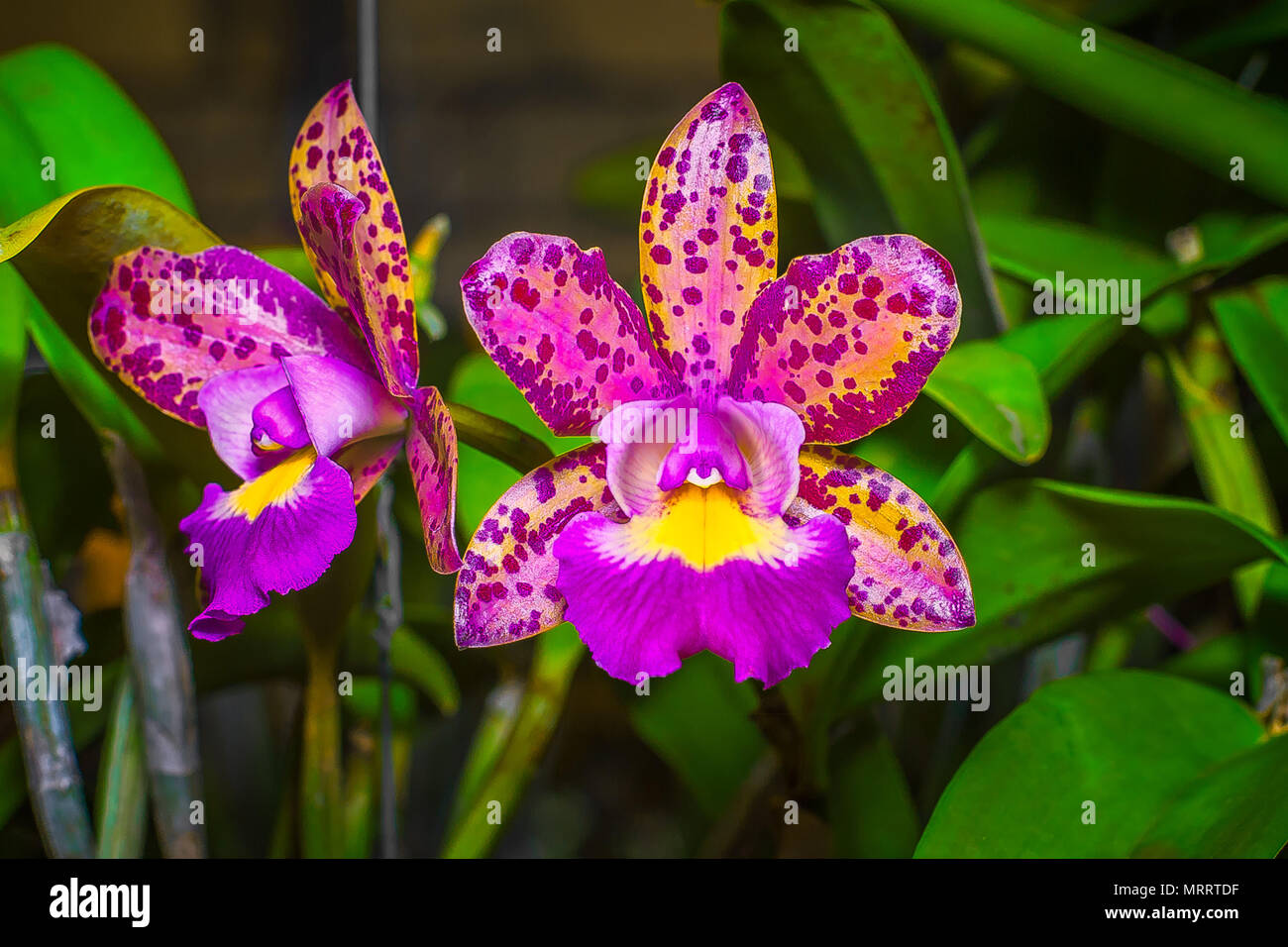 Cattleya Pink Jaguar is a colorful starfish-shaped orchid. The bloom has yellow and orange color with purple freckles. The lip is yellow and purple. Stock Photo