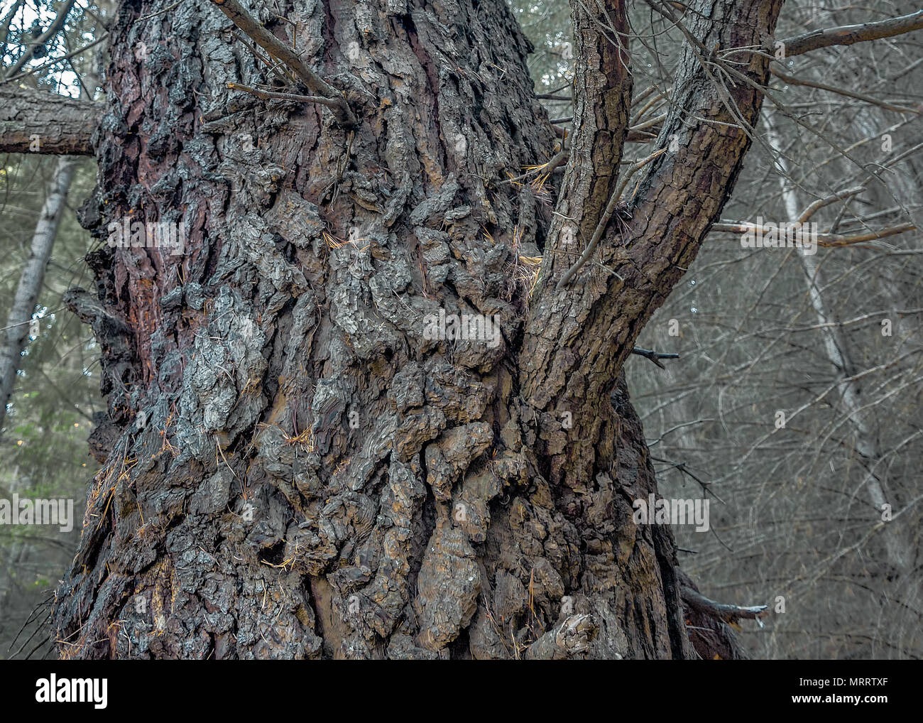 Old tree trunk with chunks of outer bark crinkle and crumple. Stock Photo