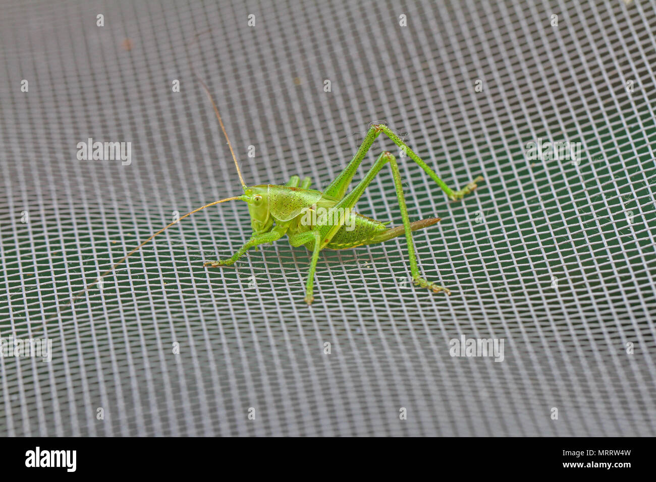 green speckled bush cricket or katydid close up Latin name leptophyes punctatissima or grasshopper on screen door in central Italy in summer Stock Photo