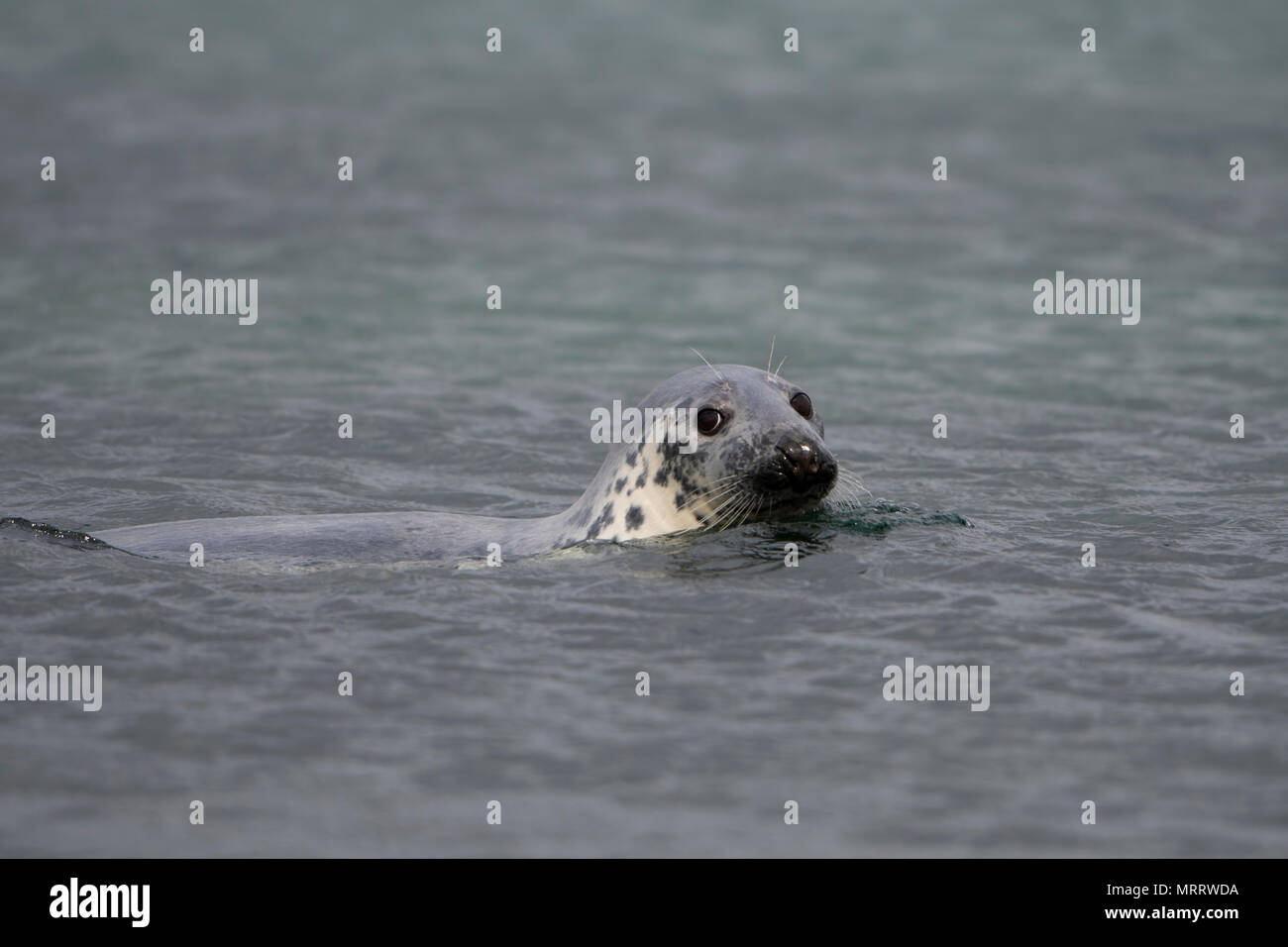 A inquisitve Grey Seal (Halichoerus grypus) swimming on water surface, Loch Fleet, Sutherland, Scotland,UK Stock Photo
