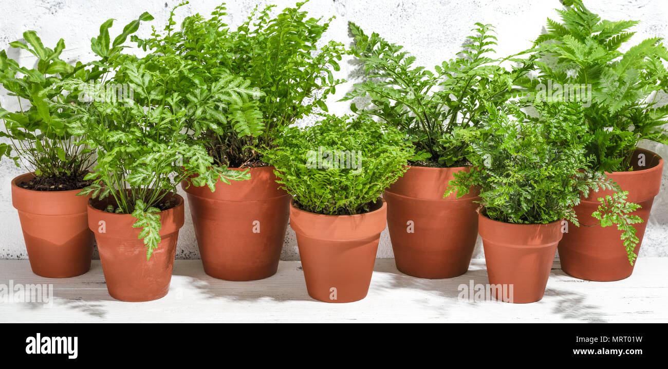 House plant fern in potted on white background Stock Photo