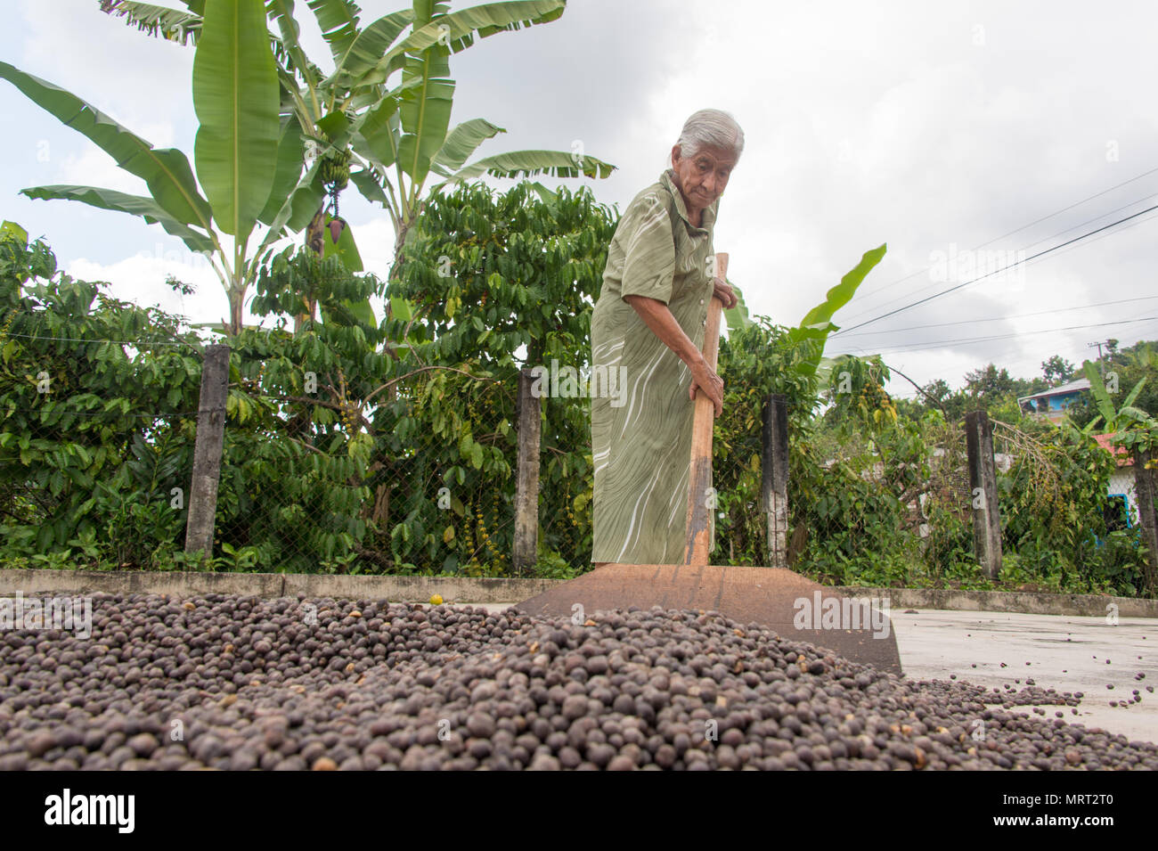Drying Arabica coffee beans in Salvador Urbina, Chiapas, Mexico Stock