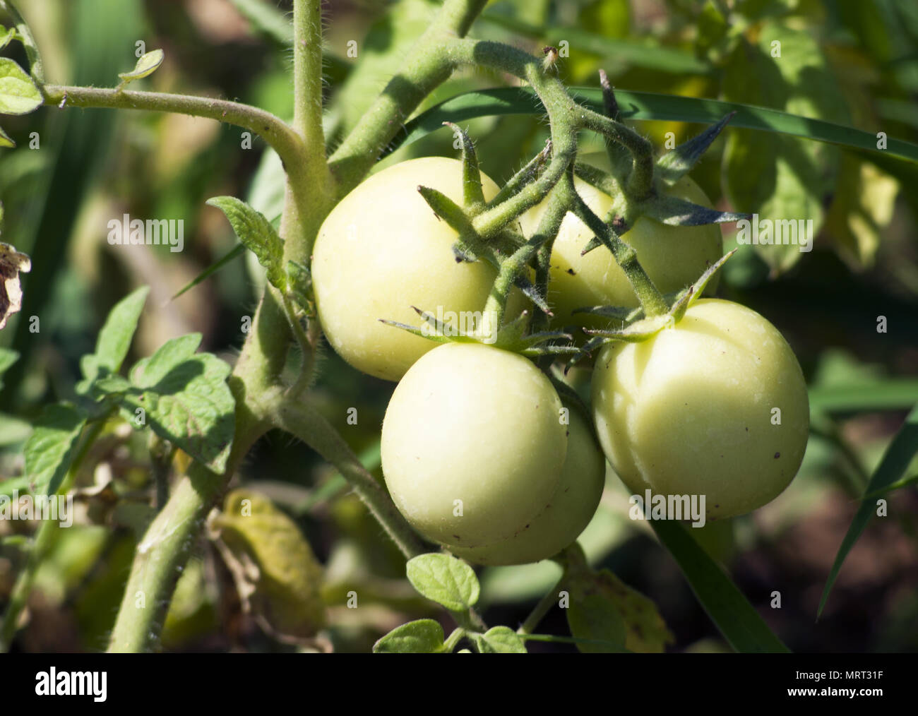 cluster of unripe tomato growing in the garden Stock Photo
