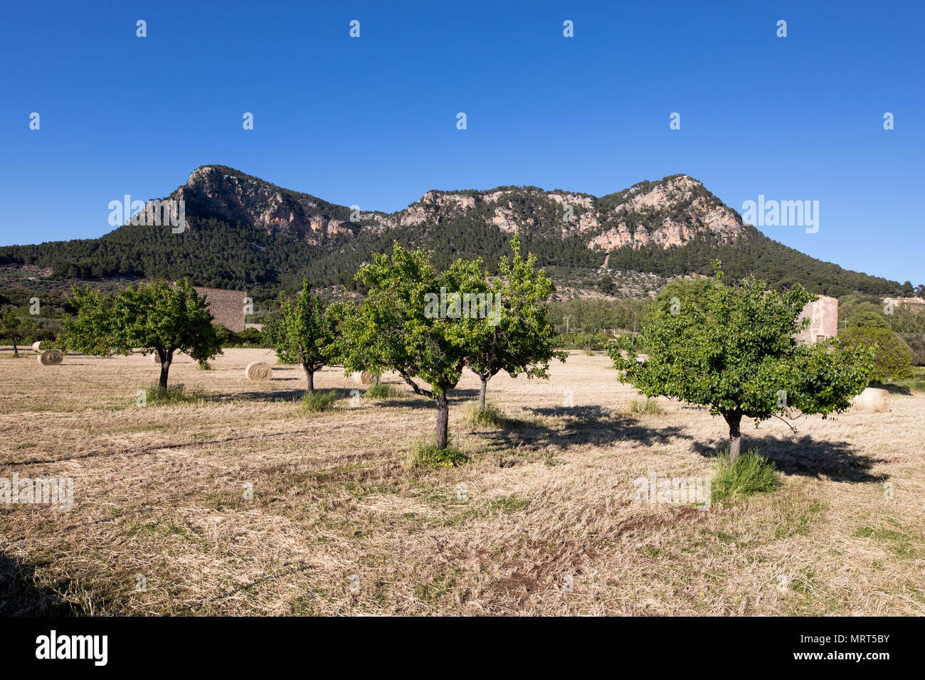 Mallorca coutryside, Balearic islands Spain Europe Stock Photo