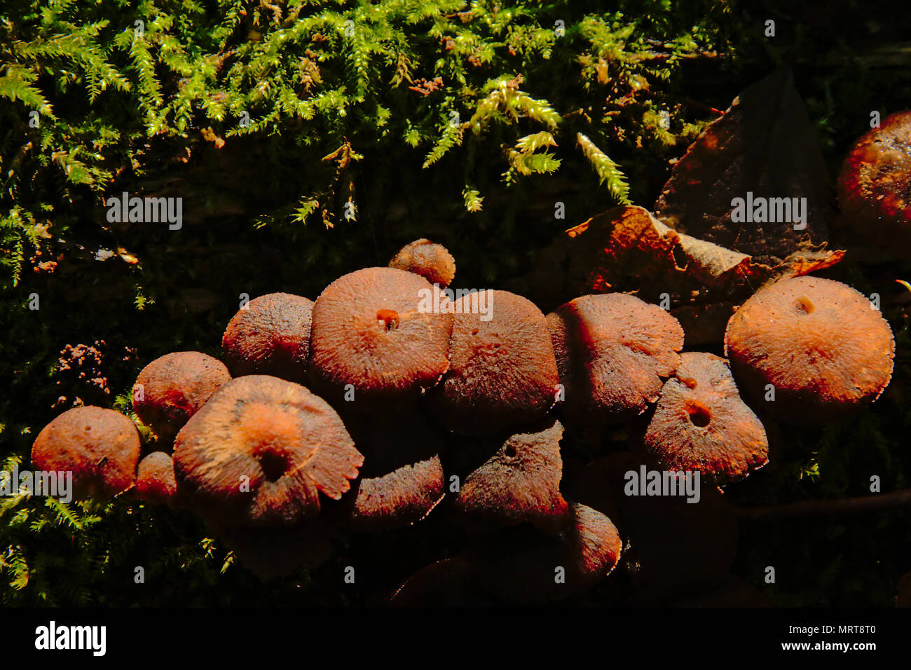 Dark brown mushrooms hires stock photography and images Alamy