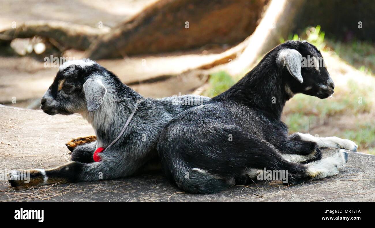 Two young black and white goats lying side by side in a concrete ground