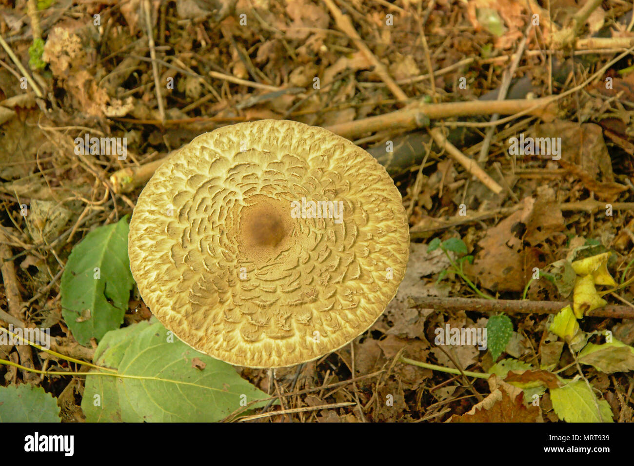 Beige mushroom with flat round cap with wrinkles on the forest floor Stock Photo