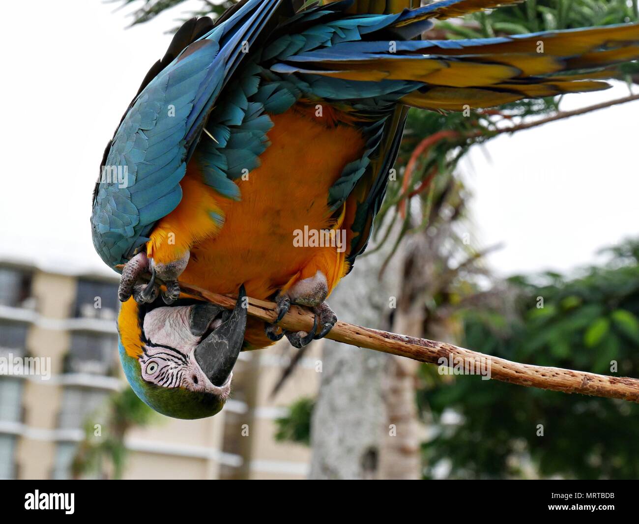 Parrot hanging upside down hires stock photography and images Alamy
