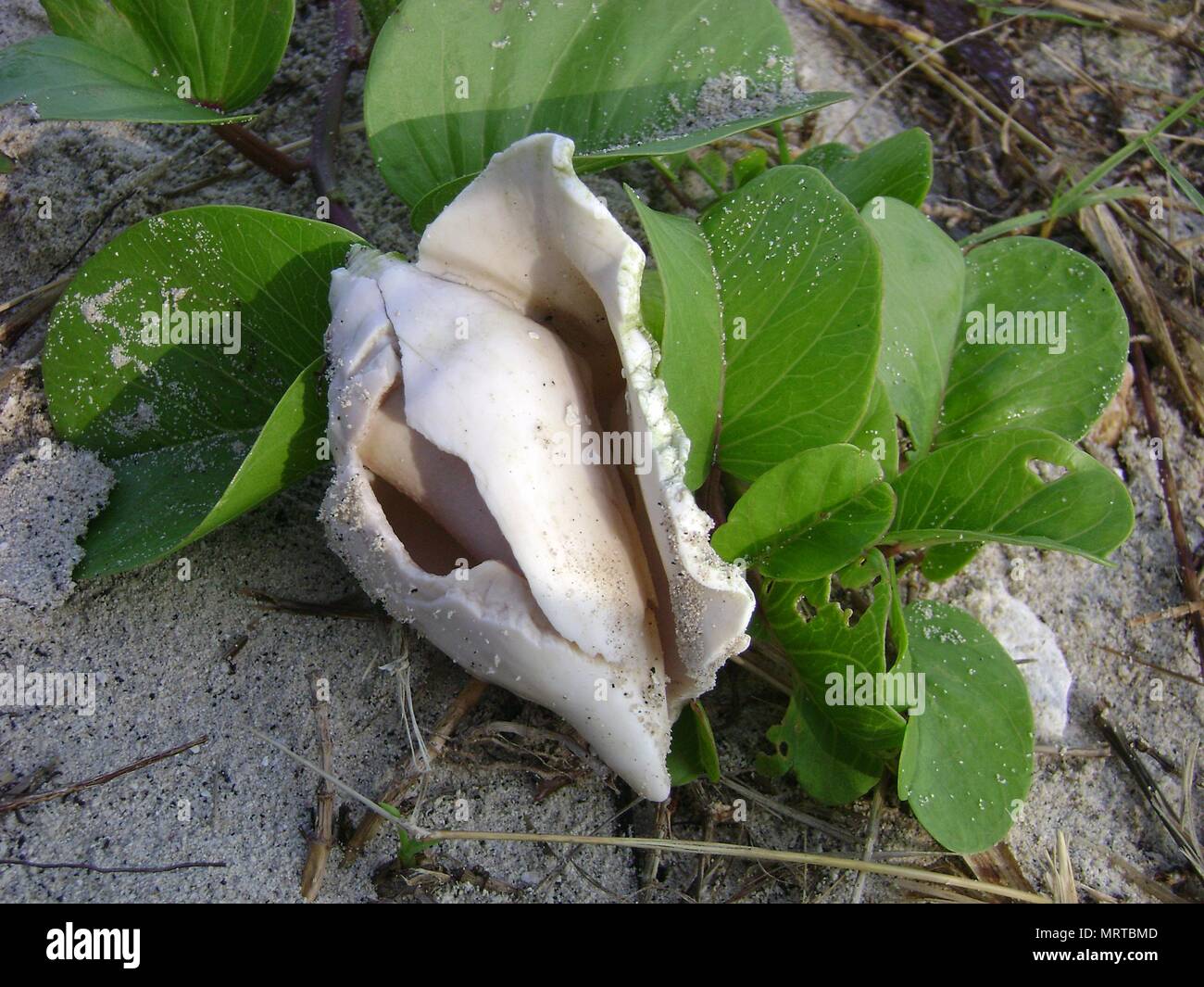 Cracked Ridge Shell Mollusk shell sea cone hi-res stock photography and images - Alamy