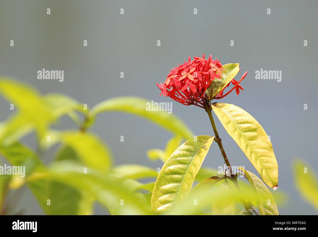 A single bunch of santan flowers Stock Photo