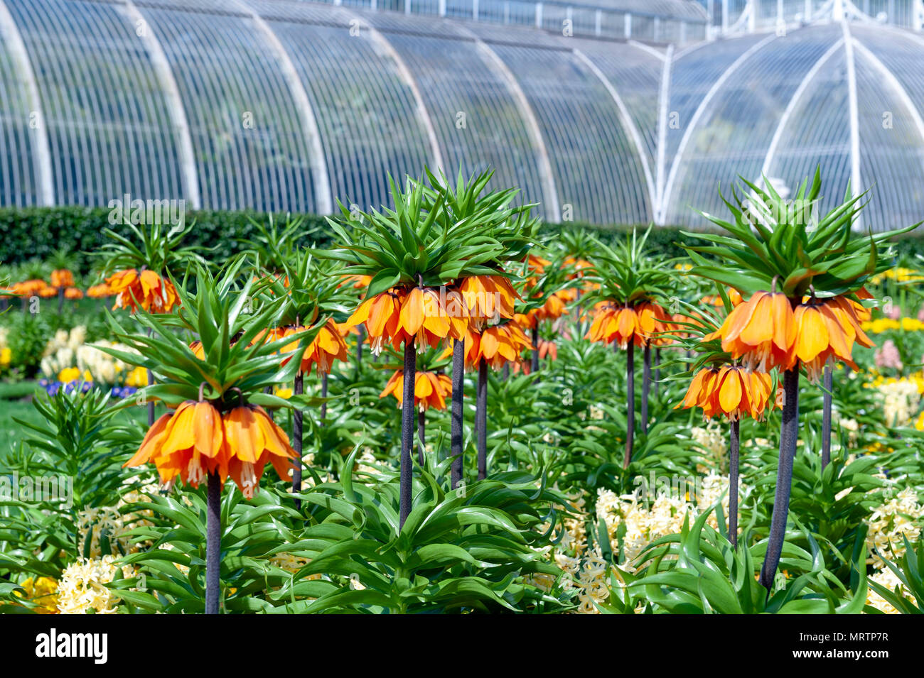 Sunset, Fritillaria imperialis (crown imperial, imperial fritillary or Kaiser's crown), a species of flowering plant in the lily family Stock Photo