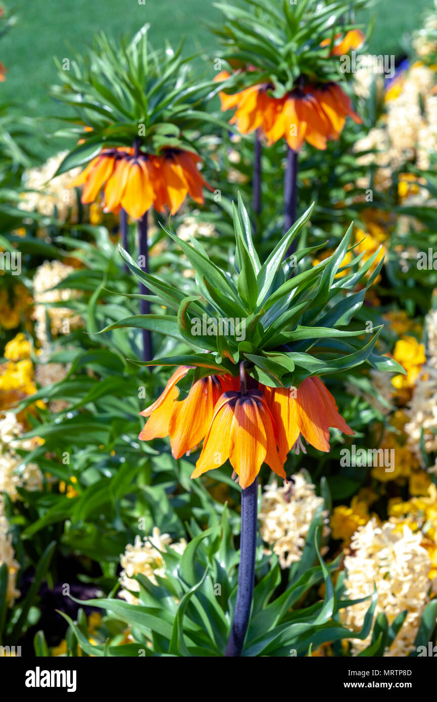 Sunset, Fritillaria imperialis (crown imperial, imperial fritillary or Kaiser's crown), a species of flowering plant in the lily family Stock Photo