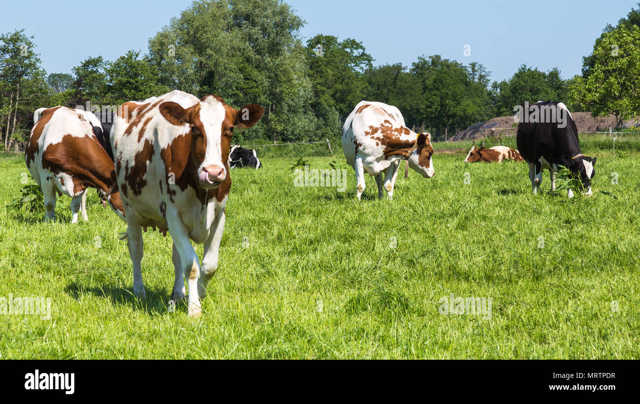Curious brown cows in the field Stock Photo - Alamy