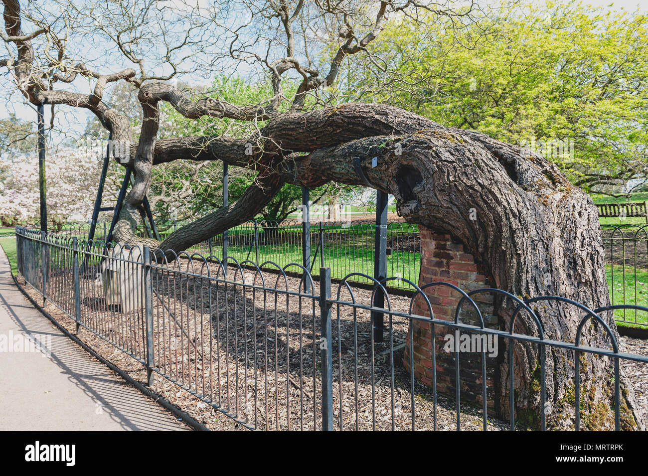 London, UK - April 2018: Japanese pagoda tree (Sophora japonica or Styphnolobium japonicum), planted at Kew Gardens since 1760 Stock Photo