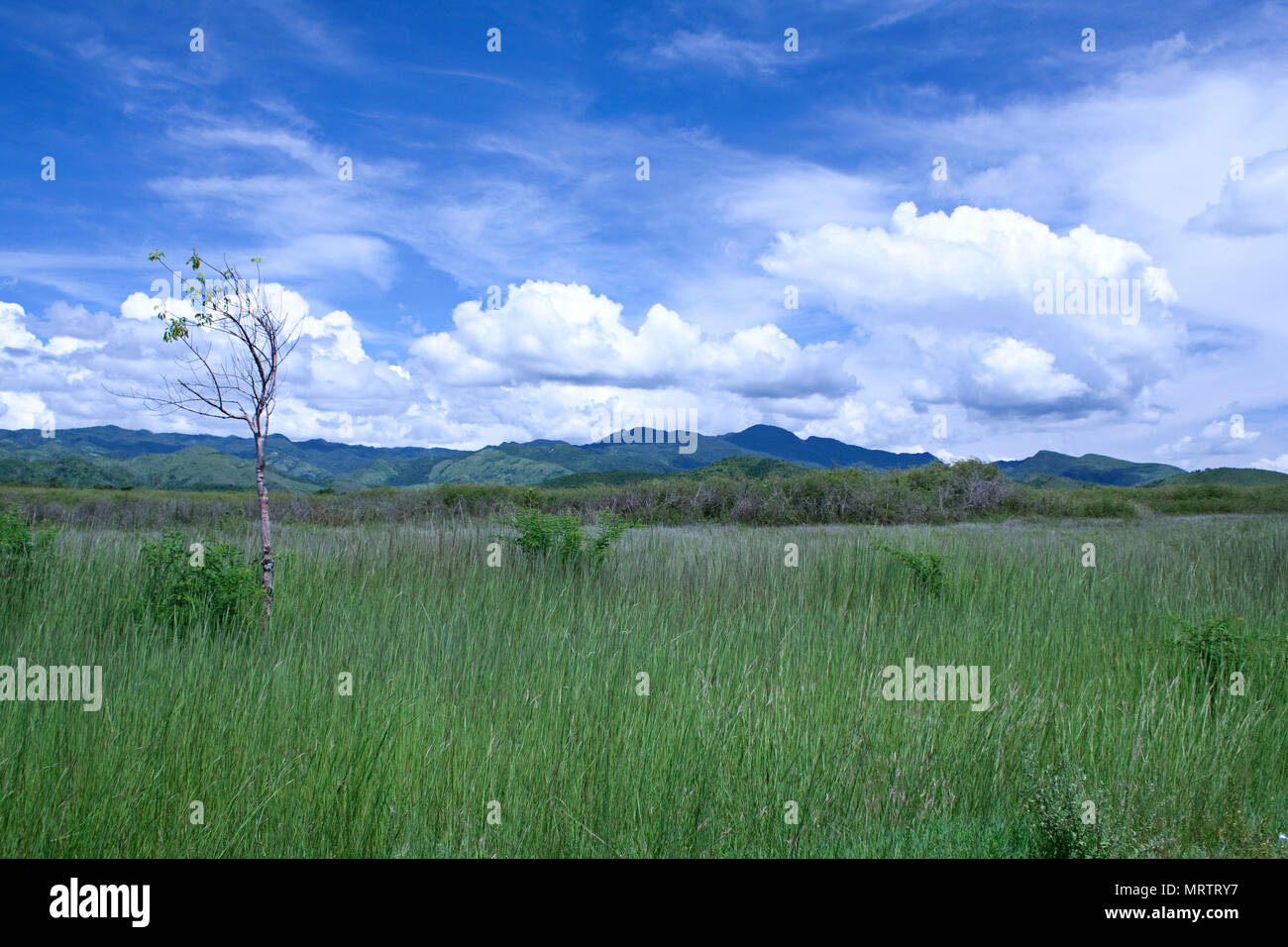 Lonely small tree growing in field on outskirts of Trinidad, Cuba. Stock Photo