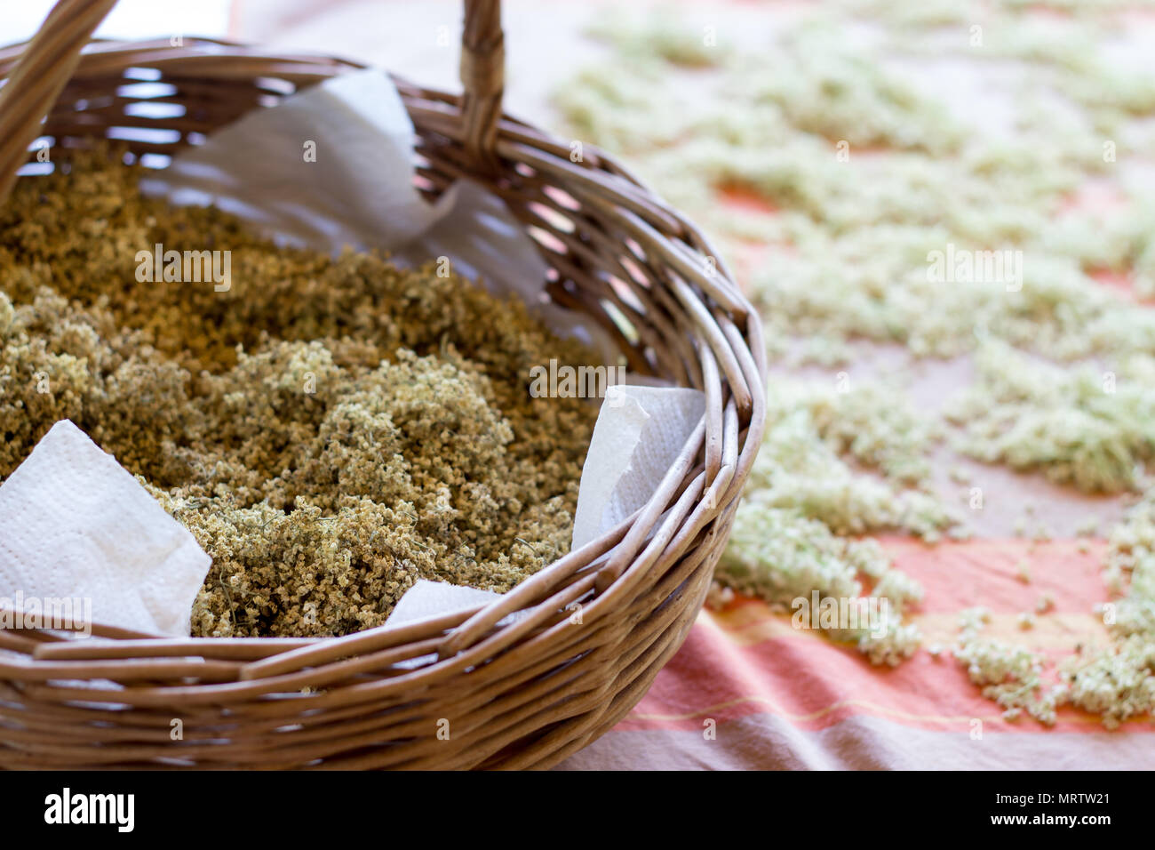 dried herbs of wild elder flowers - natural medicine Stock Photo