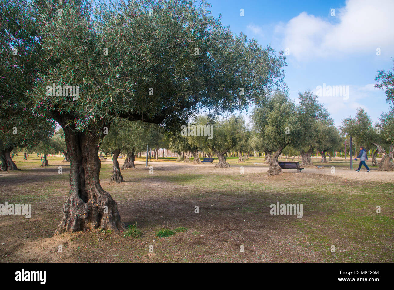 Olive grove. Juan Carlos I park, Campo de las Naciones, Madrid, Spain. Stock Photo