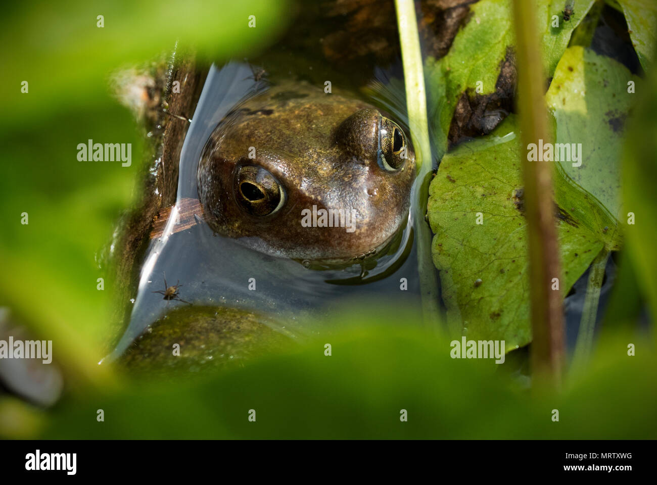 Common Frog in Garden Pond Thaxted Essex England UK May 2018 The common