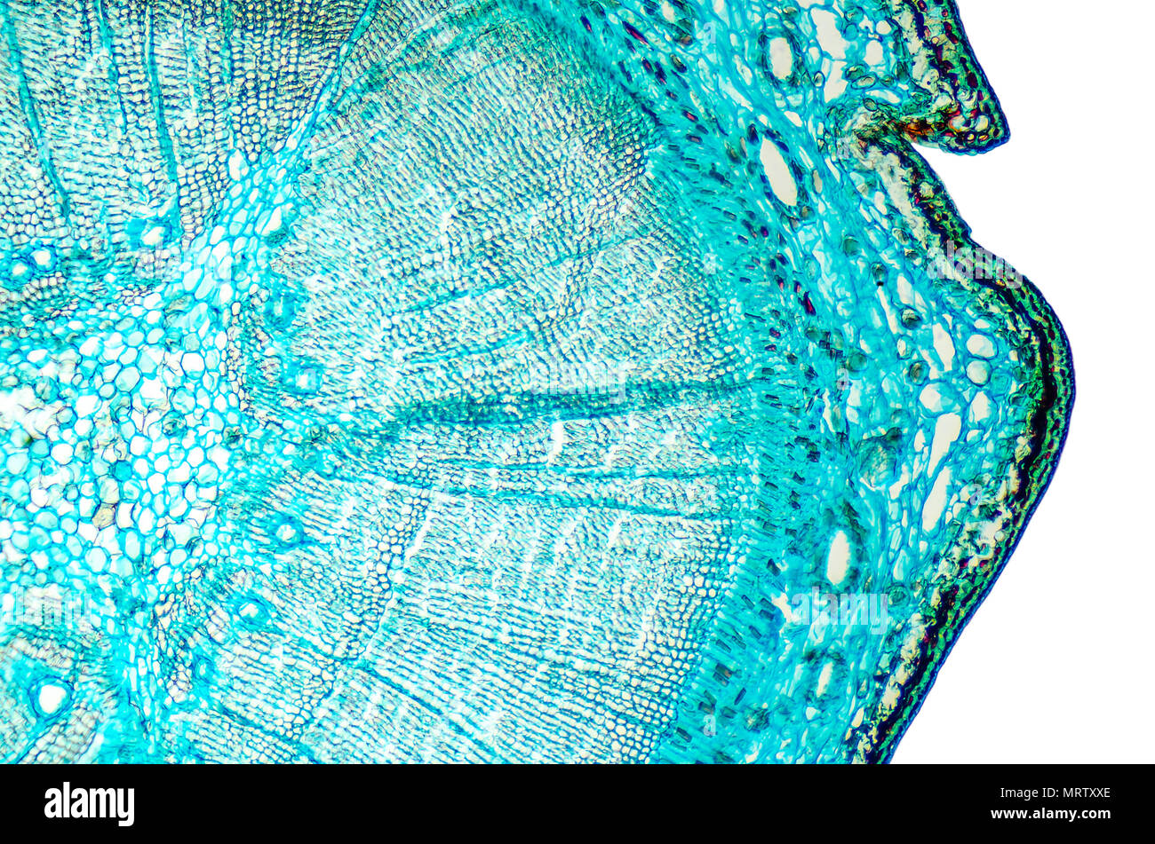 Pine mature wood cross section. Light microscope slide with microsection of an evergreen conifer in the genus Pinus. Plant anatomy. Biology. Photo. Stock Photo