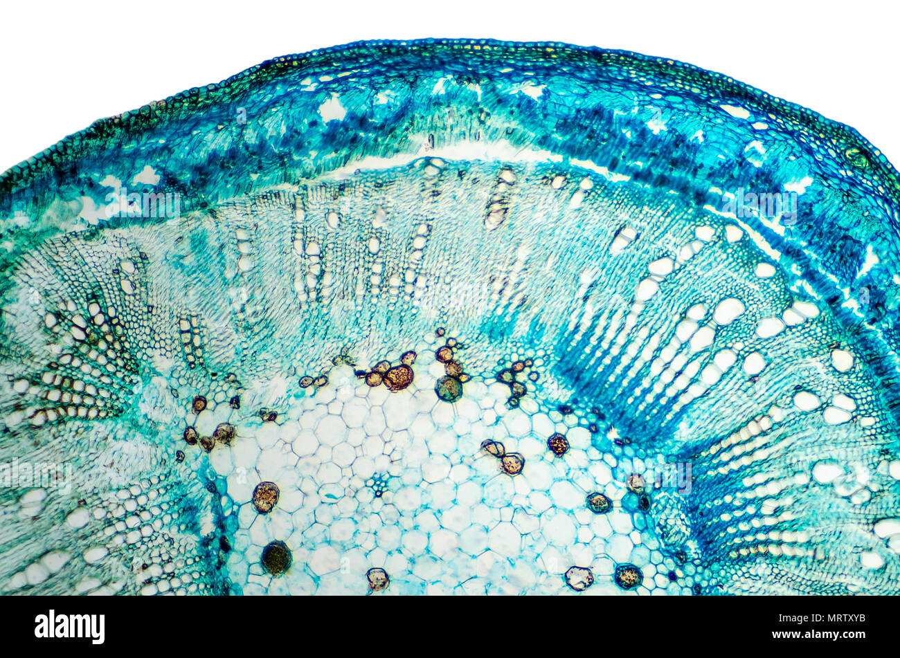 Stem of cotton cross section. Light microscope slide with microsection of plants of the genus Gossypium in the mallow family Malvaceae. Plant anatomy. Stock Photo