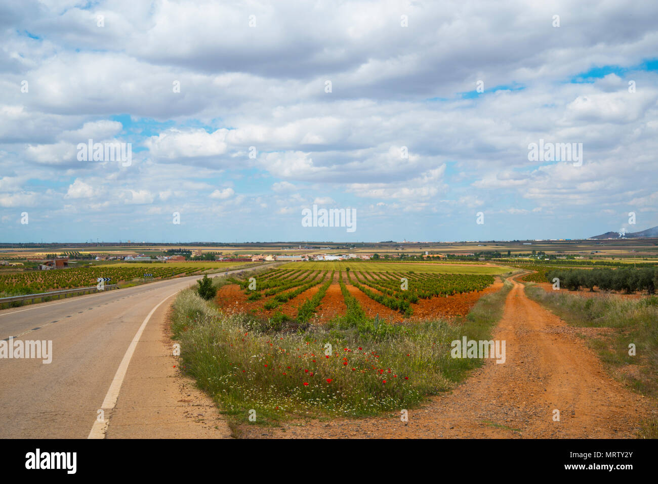 Vineyards. Mora, Toledo province, Castilla La Mancha, Spain. Stock Photo