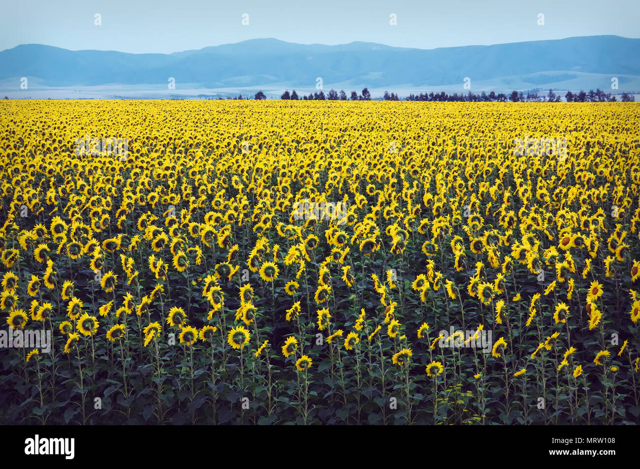 Russia altai, village, Field of sunflowers, field, summer, horizon nature panorama clear sunny day Stock Photo