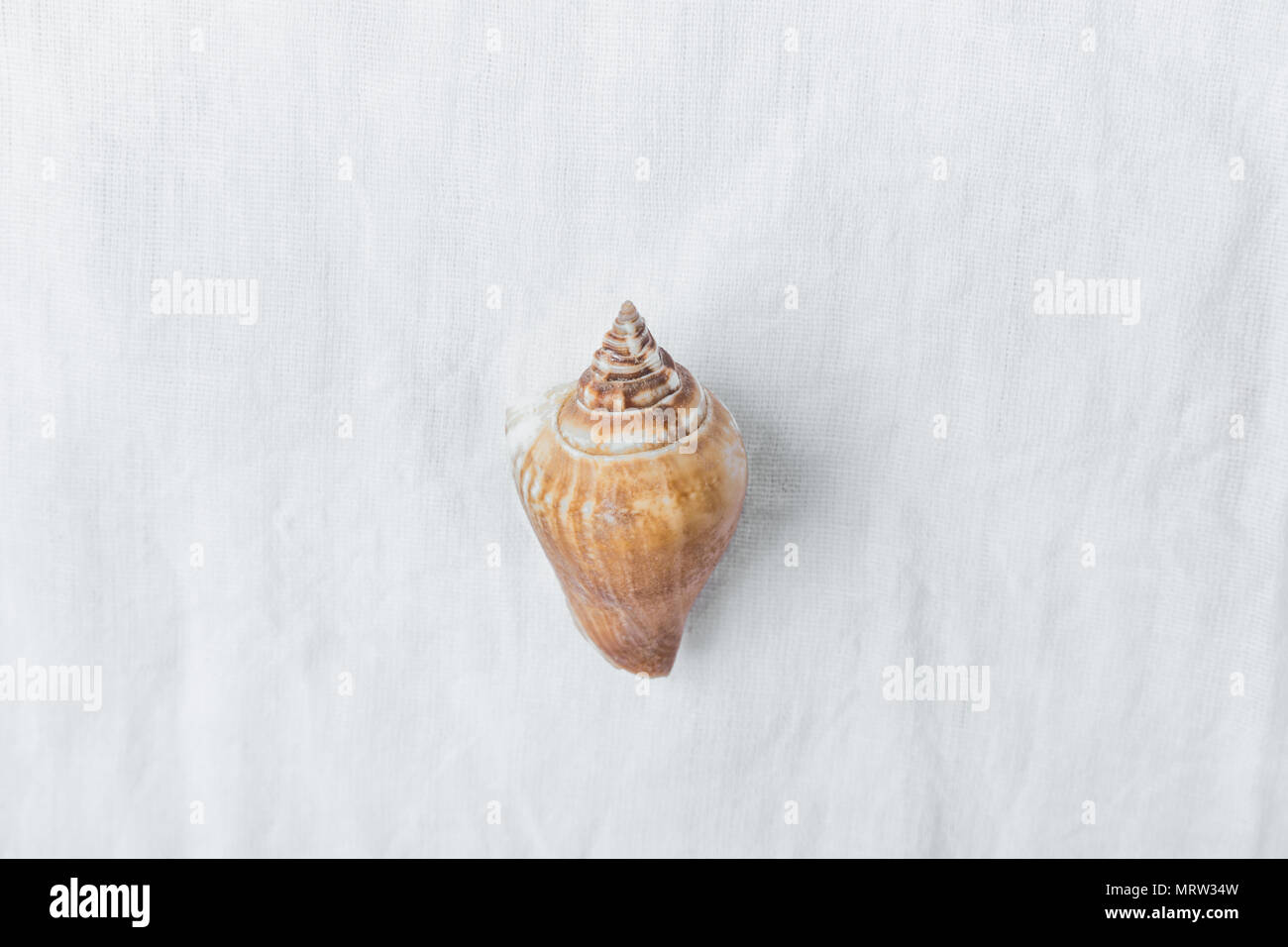 One Spiral Brown Beige Sea Shell on White Linen Fabric Background. Minimalist Modern Styled Stock Photo for Social Media Blog Product Promotion.Templa Stock Photo