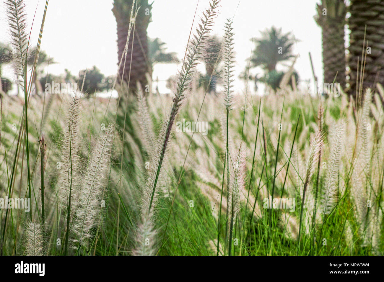 Pennisetum Stock Photo
