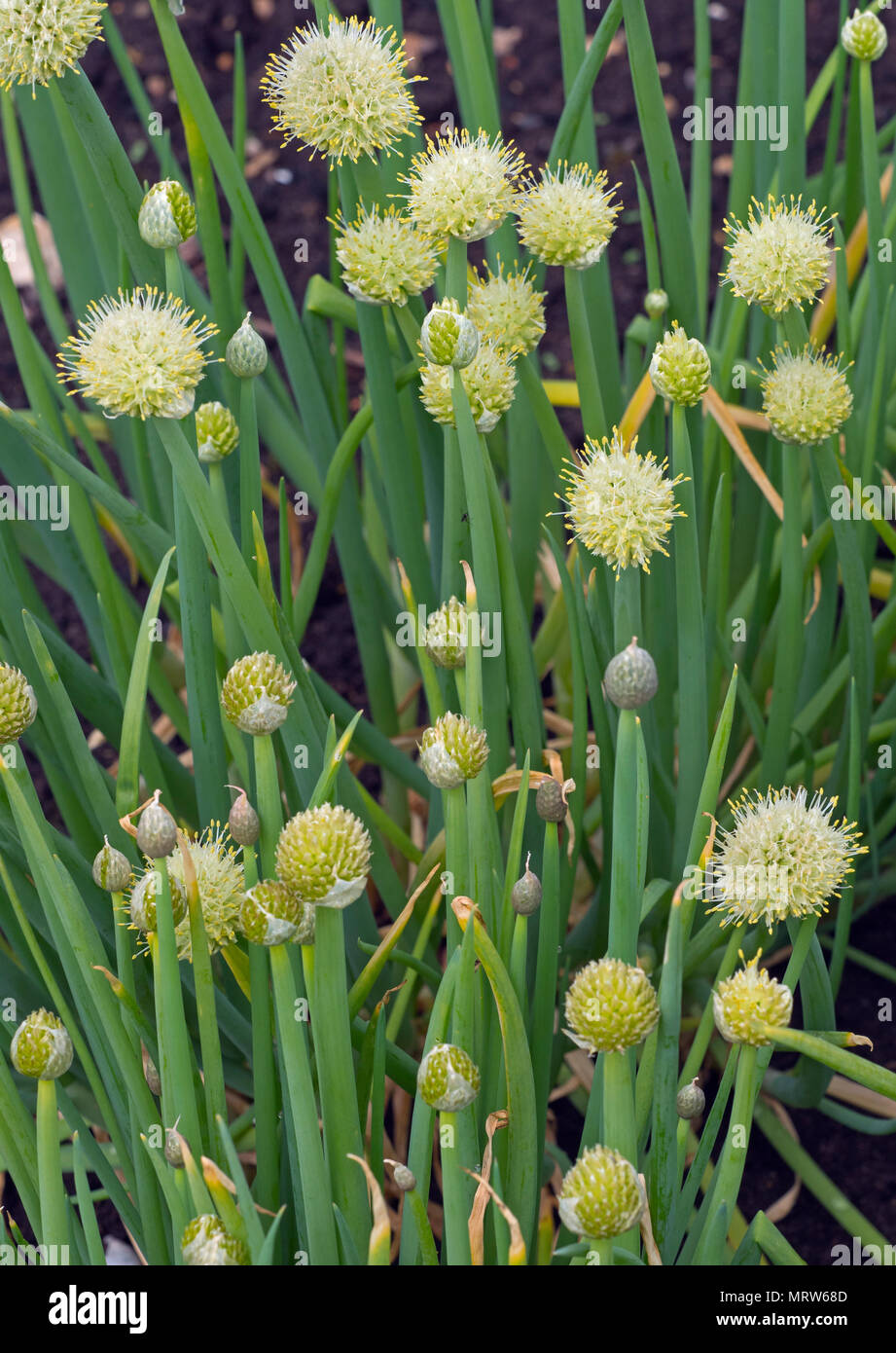 Welsh onion Allium fistulosum Norfolk May Stock Photo Alamy