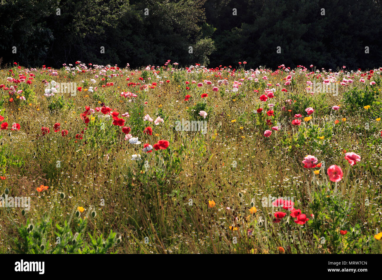 Colorful flowers blooming in a grassy field at Ryokuchi Koen Stock ...