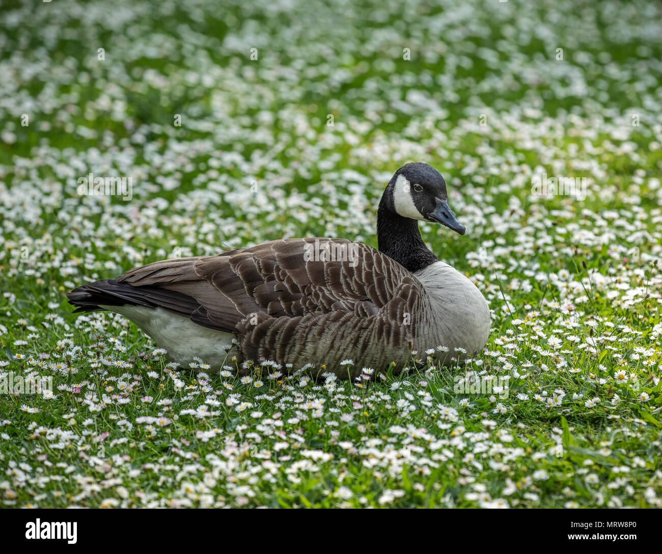 Goose field bird wildlife nature hi-res stock photography and images ...