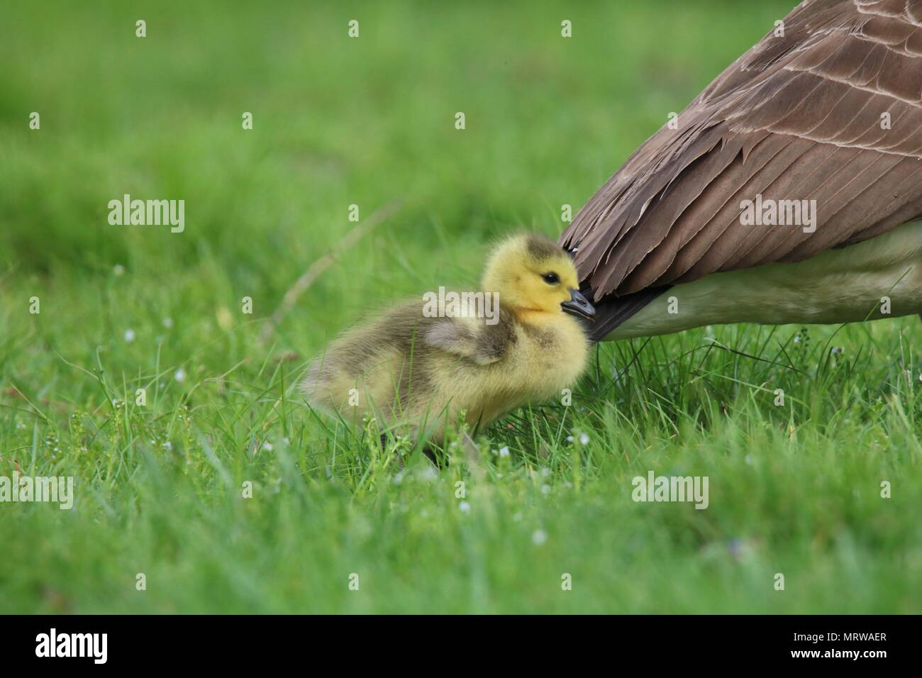 A tiny Canada Goose gosling stays close to mother goose in a meadow in Spring Stock Photo