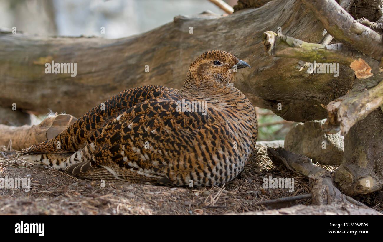 Black grouse (Lyrurus tetrix) sits on the floor, female, captive Stock Photo