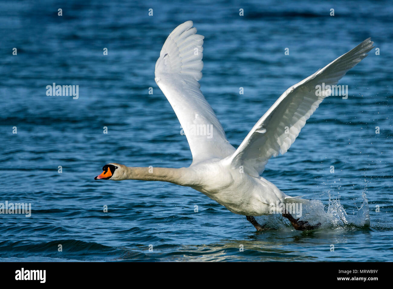 Mute swan (Cygnus olor) starts from the water, Tyrol, Austria Stock Photo